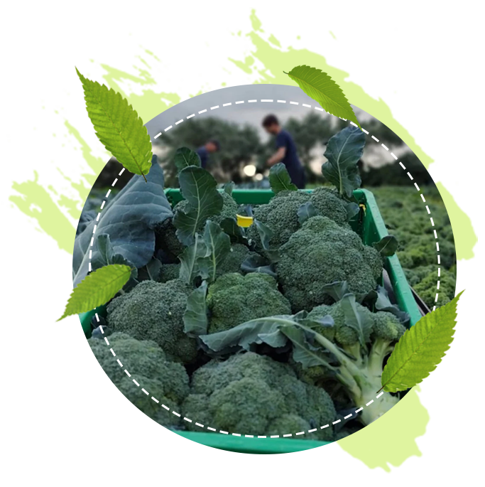 Broccoli