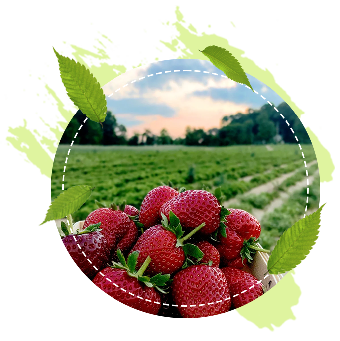 trawberry farm